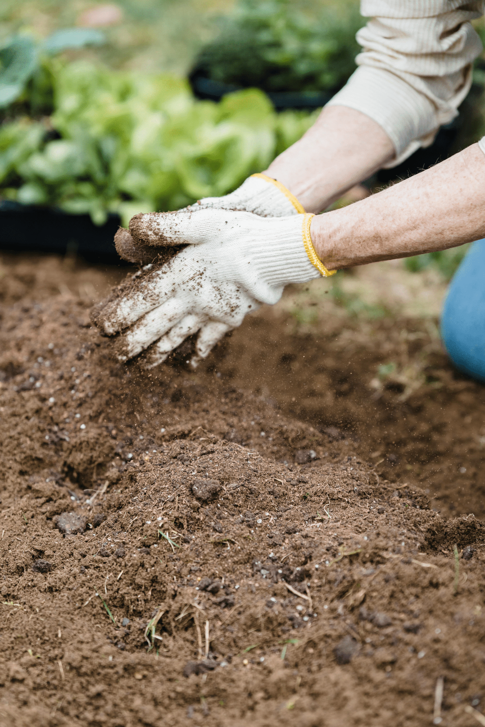 Organic Fertilizer Raipur