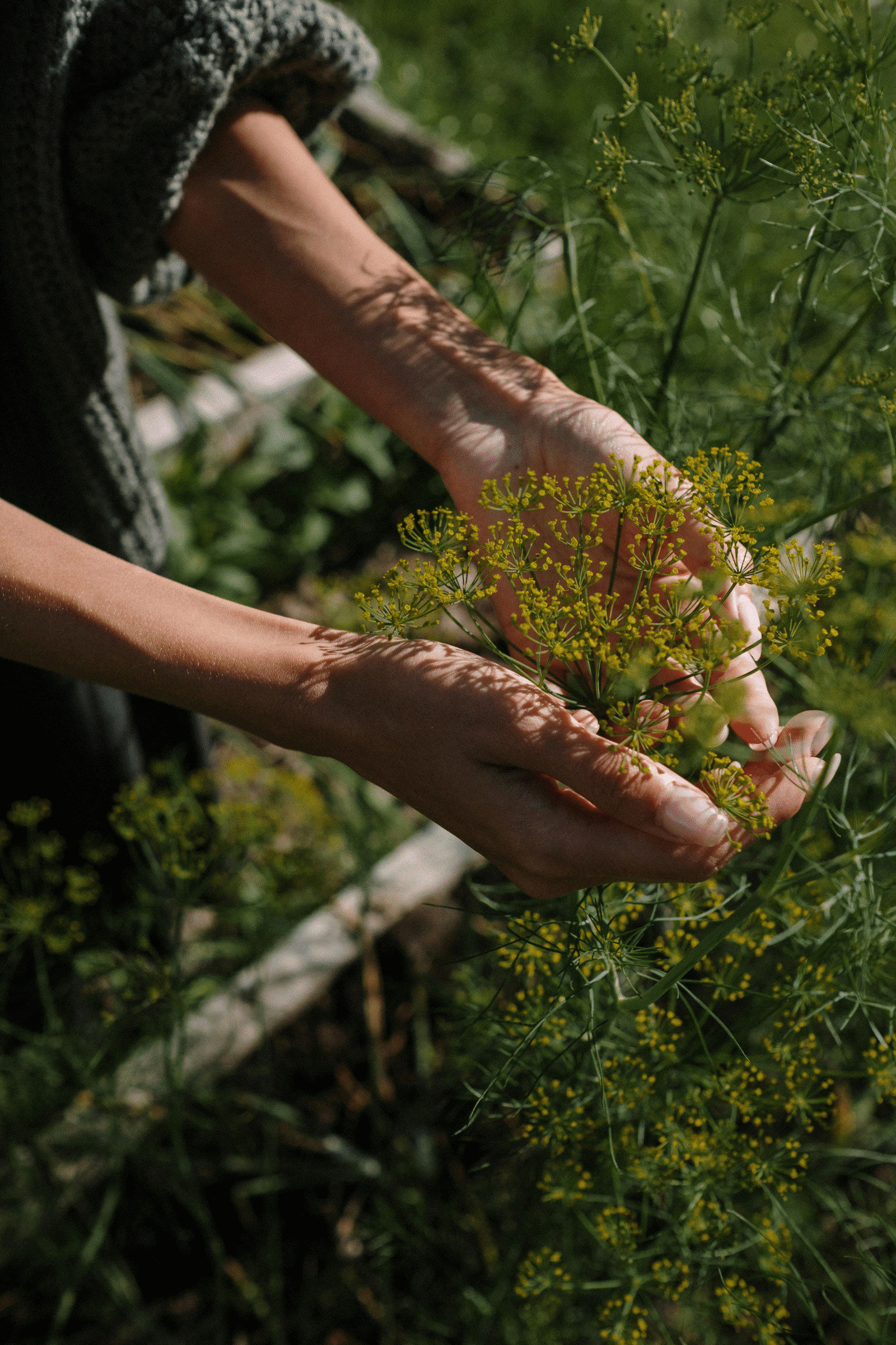 Organic Fertilizer Raipur