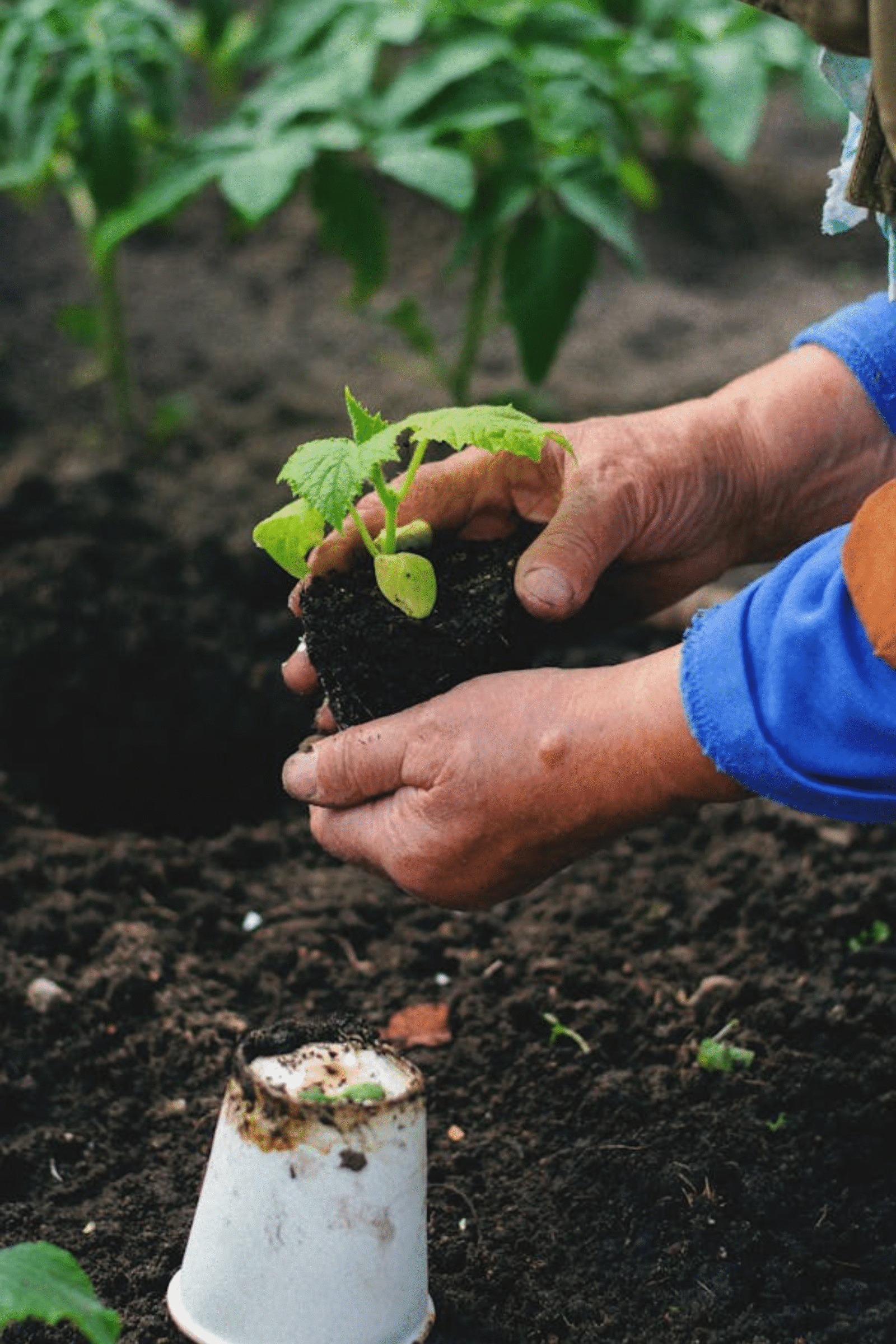 Organic Fertilizer Raipur