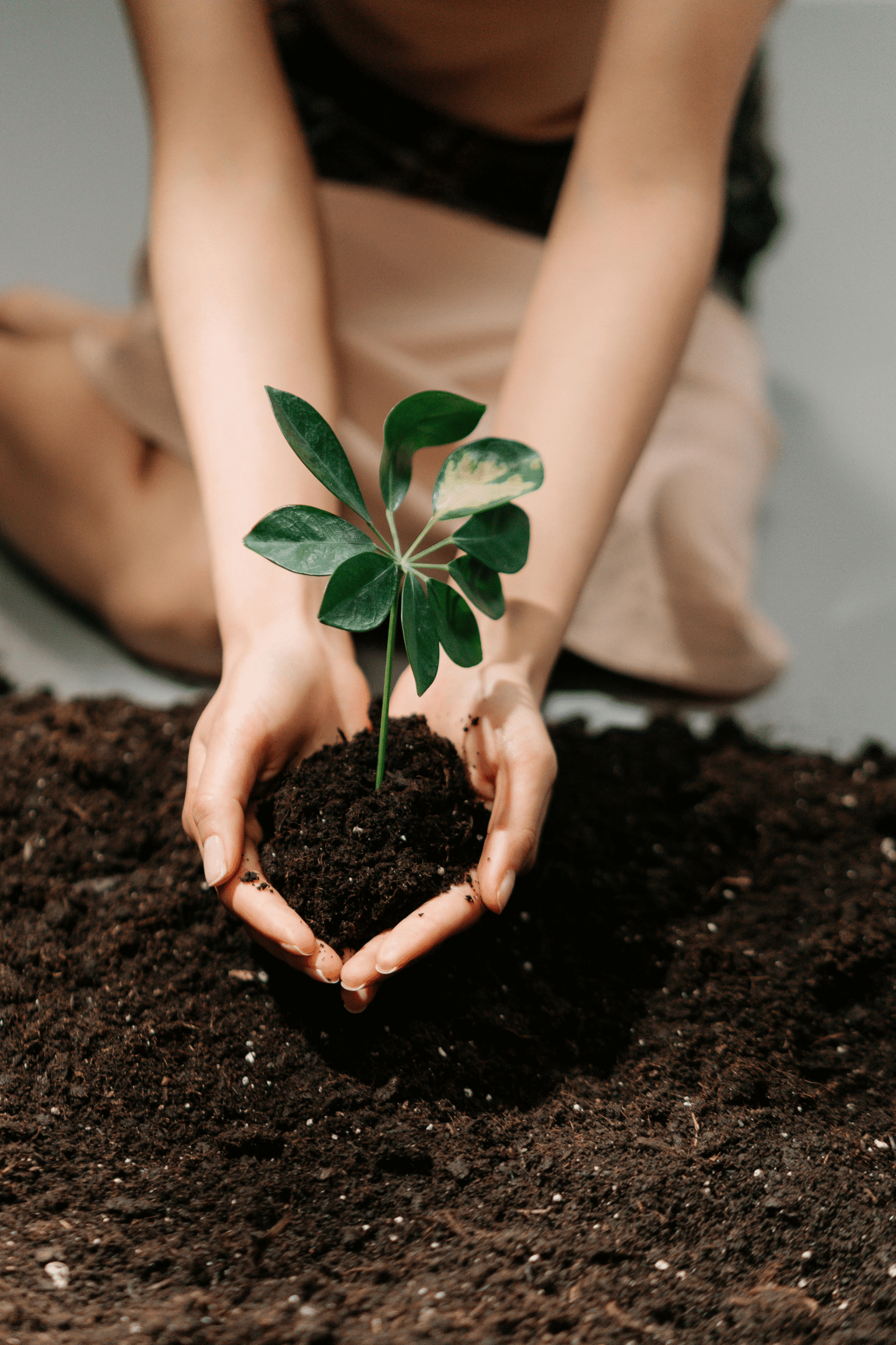 Organic Fertilizer Raipur